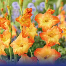 8718641996836 1 Gladiolus Sunshine.jpg